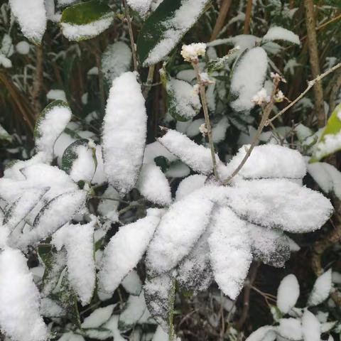 隆冬赏雪