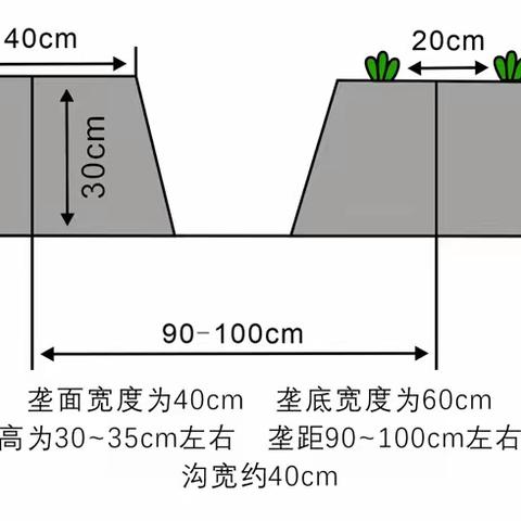 草莓移栽前有哪些注意事项及准备工作？这四个步骤很关键