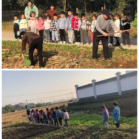 进进幼儿园科学衔接“大带小”踏秋活动以及让我们大班的小朋友学会成长，学会照顾弟弟妹妹