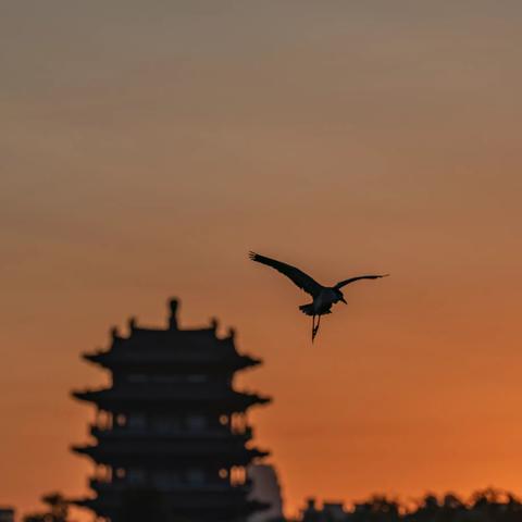 白露观鸟