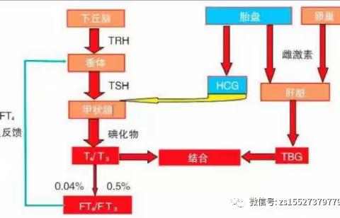 科普小知识—甲亢可以正常怀孕吗？