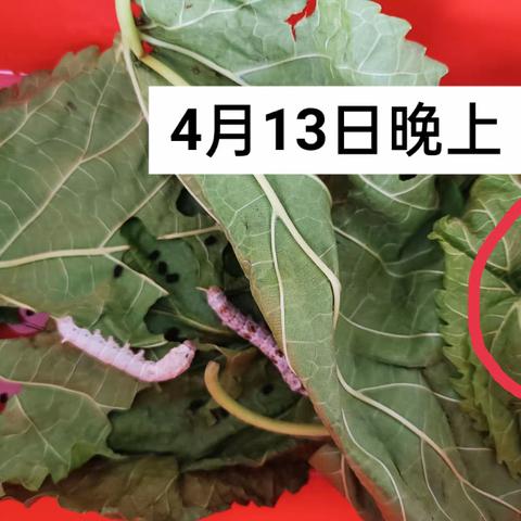 友谊大街小学一年级10班 “春蚕到死丝方尽，蜡炬成灰泪始干” 和我一起，见证蚕的不平凡一生