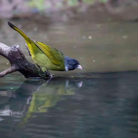 幽梦居士之《阳春水岸》