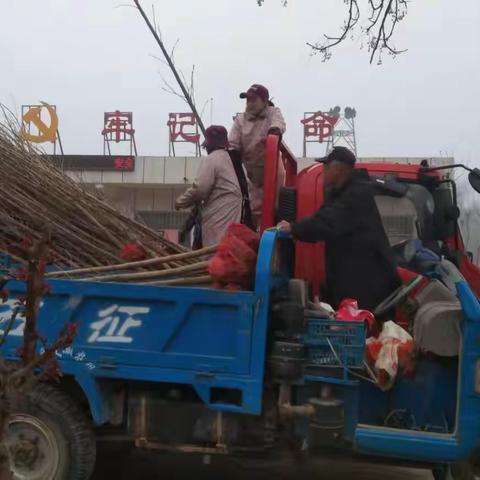 春暖催新绿，植树正当时