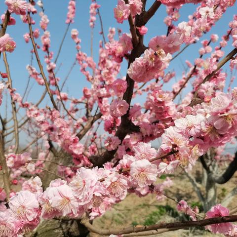 春暖花开乐逍遥  观赏梅花心情好