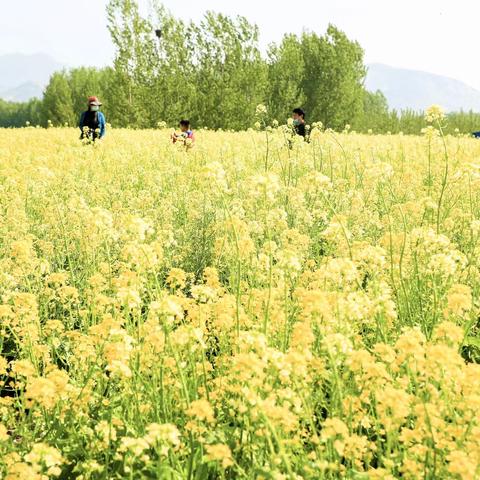 赛江南——平邑油菜花烂漫