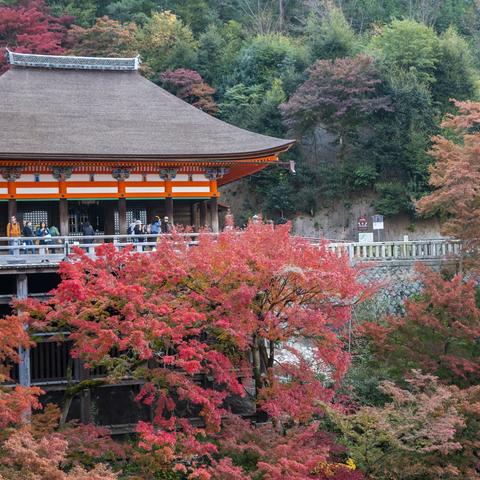 京都枫韵