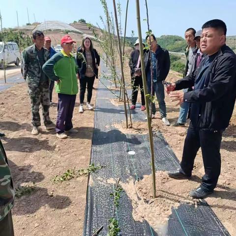 【美丽南大门 幸福新柳林】柳林镇麻塔村新建园拉枝培训