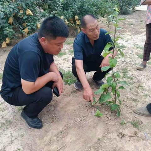 【美丽南大门 幸福新柳林】间伐嫁接