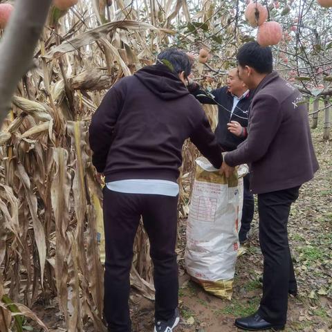 干群合力 助农抢收