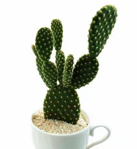 美丽的仙人掌🌵