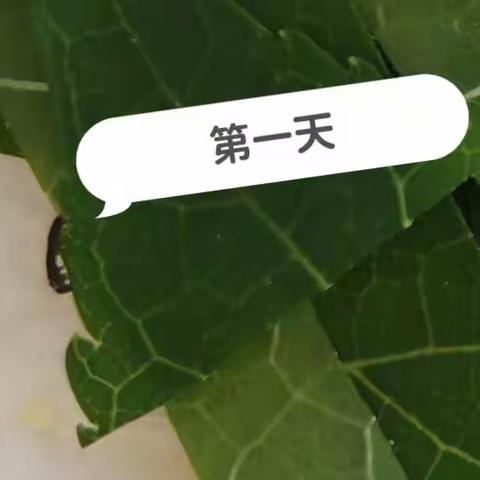 蚕宝宝成长记