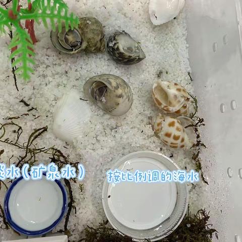 我的小伙伴们 ——寄居蟹