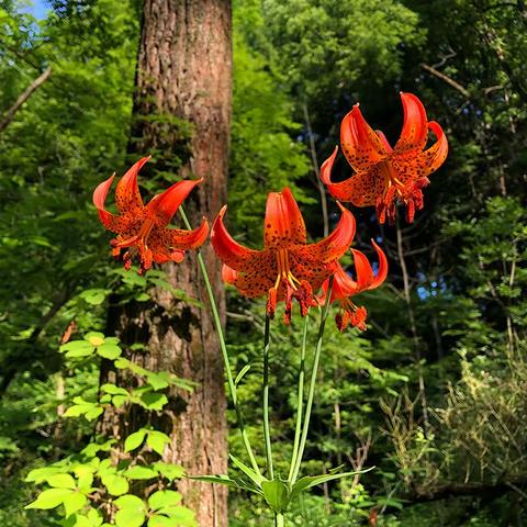 2020-07-12 Spring Creek, Dundas Valley Hiking