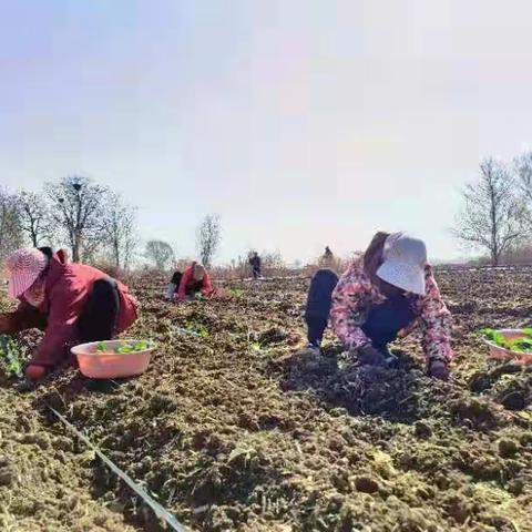 特色产业助力乡村振兴 -- 西兰"花"开富贵