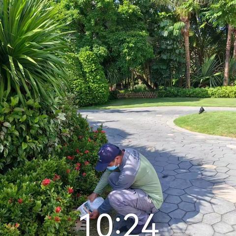 三亚仁恒皇冠假日酒店关于2023年07月30日开展《清洁家园防蚊灭蚊》夏秋季爱国卫生百日专项行动报告