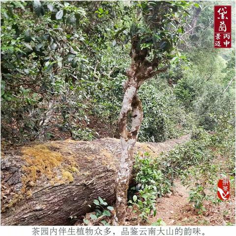 黛兰 2016年景迈古树生茶