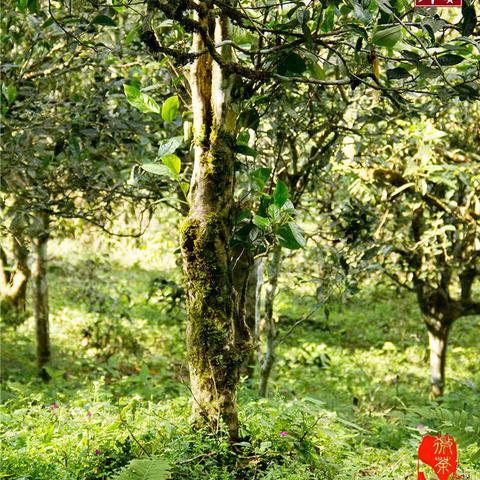 2017 拂授 双江小户赛古树