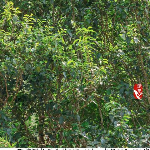 2019年易武百茶园古树生茶