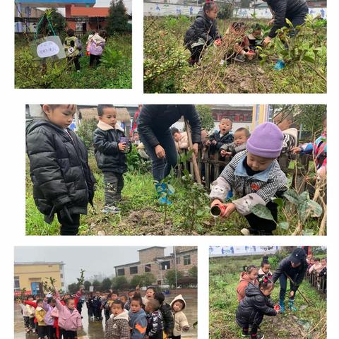 我们共植树•四海皆绿荫—鸟王民族幼儿园植树节活动