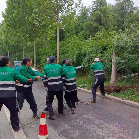 【临淄玉禾田】狂风暴雨肆虐--护绿清障园林中心在行动