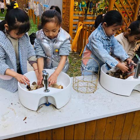 秋天和你相遇（香芋）—学府壹号园区大一班课程纪实