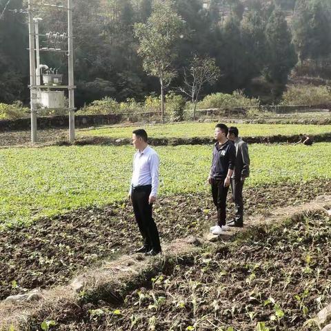 强化工作作风，强力推进油菜高标准移栽