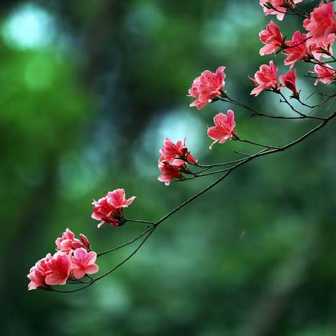 杜鹃花开香满山