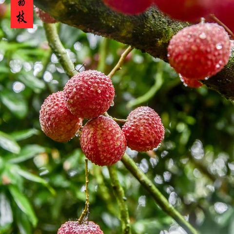 在雨中，高州沙田鸡咀荔