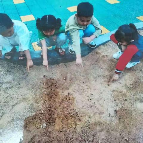 海口市盐灶幼儿园海秀分园中二班生姜种植课程美篇