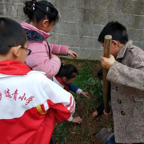 选青小学植树活动