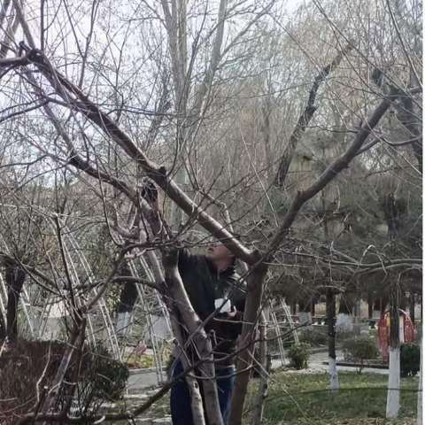 【相约冬奥—扛红旗、当先锋】下花园区住房和城乡建设局清除死树枯枝专项行动