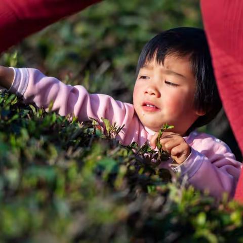 南漳板桥白龙岭茶叶加工图记