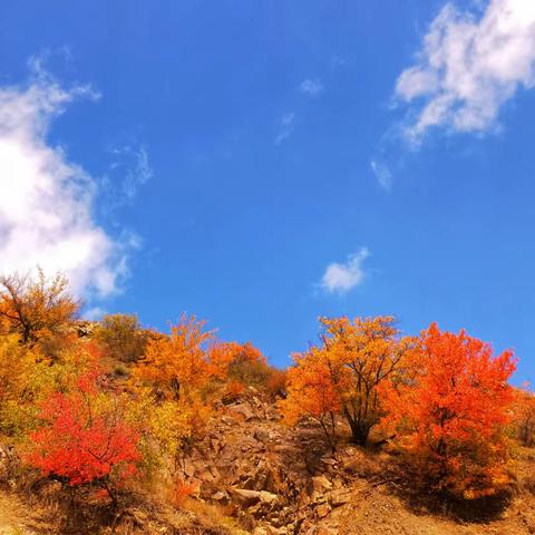 这个秋天 … … 新源后花园！