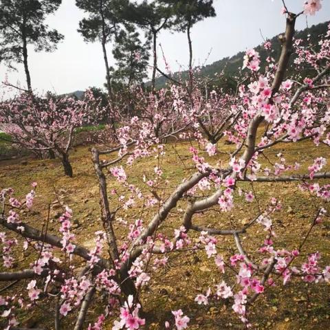 青山桃园春色