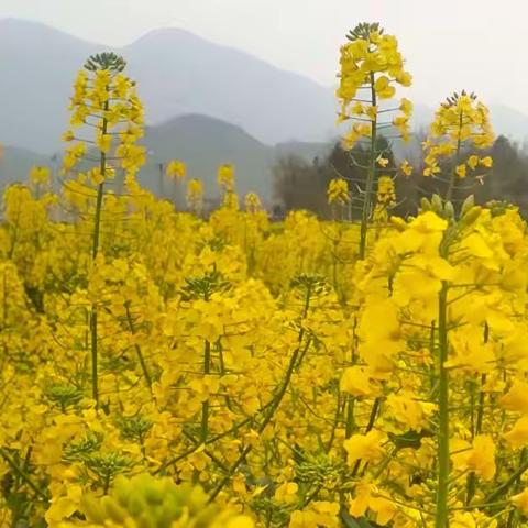 沐浴着春日里洗过的太阳，我们去看花花啦！