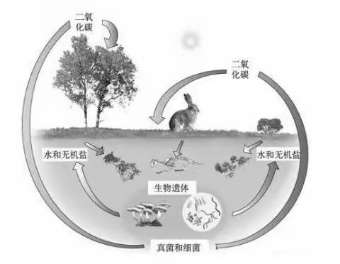 土壤有机质矿质化与作用机理