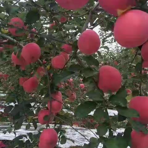 施用磷肥，产量竟下降，发生了什么？！