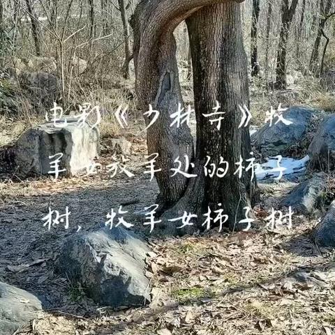 电影明星----姐妹柿子树