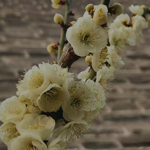 《又见花儿开》 明城墙的花儿都开好了