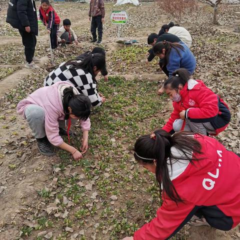 校园菜地“小小菜农”忙捡树叶 ——群力小学五一班劳动纪实