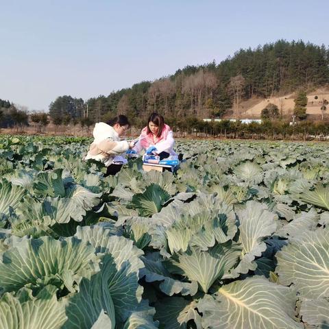 加大菜篮子保供基地农产品监测力度，确保消费者舌尖上安全