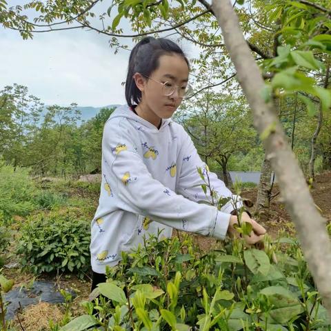 八年级一班谭建华劳动实践