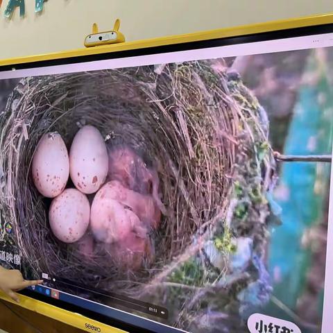 艺术 | 树枝上的鸟宝宝🦜