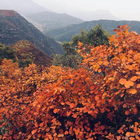 美丽的四方山红叶