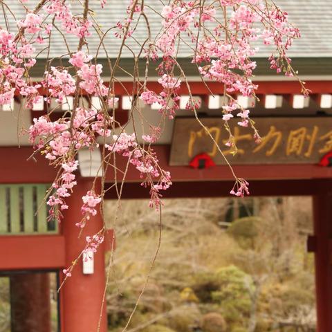 樱花季日本行