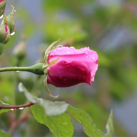 献给此生遇到的真心朋友！