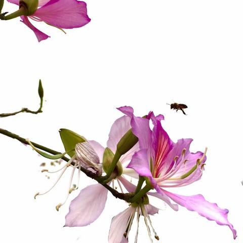 每年三月，与紫荆花有个约会