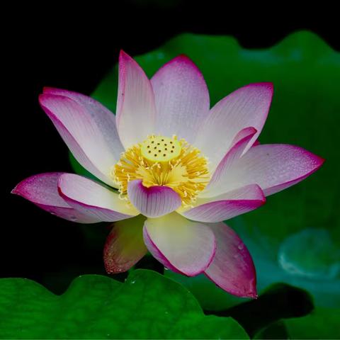 2019年的6.1儿童节，如幻景的佛山亚洲艺术公园