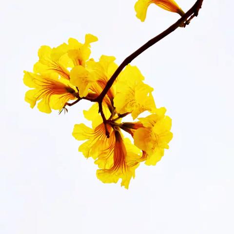 满园春色关不住，黄花耀眼夺金光